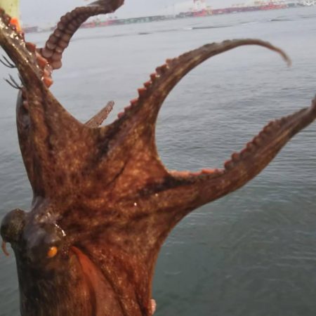 シーバス1 タコ4