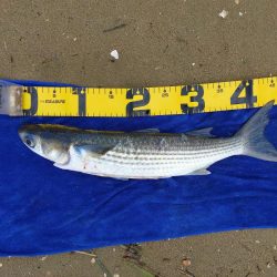 落とし込みでマダカ