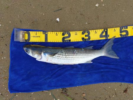 落とし込みでマダカ