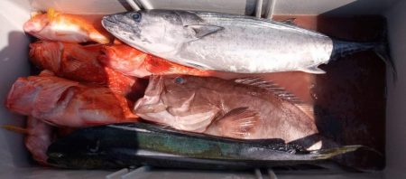 康仁丸・ジギング釣り果