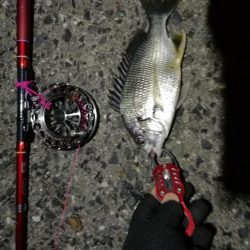 2021/07/16 南港ヘチ釣り