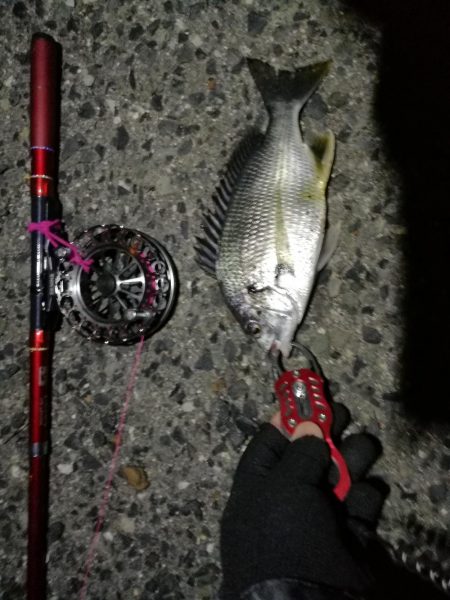 2021/07/16 南港ヘチ釣り