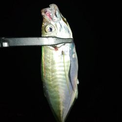 (尺アジ)フロートゲーム