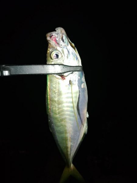 (尺アジ)フロートゲーム