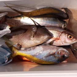 康仁丸・泳がせ釣り、釣り果