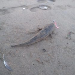 ダイソールアーでマゴチ後シロギス良