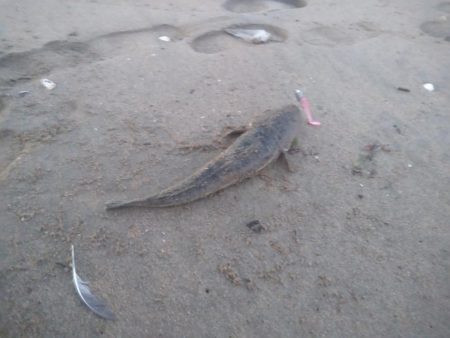 ダイソールアーでマゴチ後シロギス良