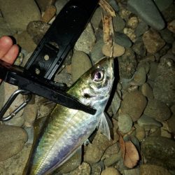 (尺アジ)フロートゲーム