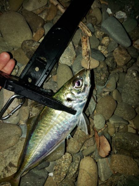 (尺アジ)フロートゲーム