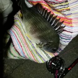 2021/07/27 南港ヘチ釣り