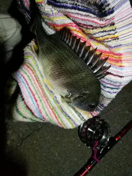 2021/07/27 南港ヘチ釣り