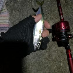 2021/07/28 南港アジング