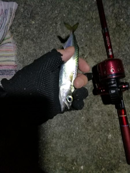 2021/07/28 南港アジング