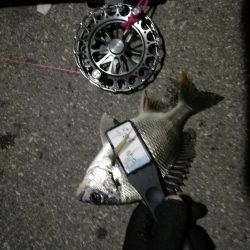 2021/07/30 南港ヘチ釣り