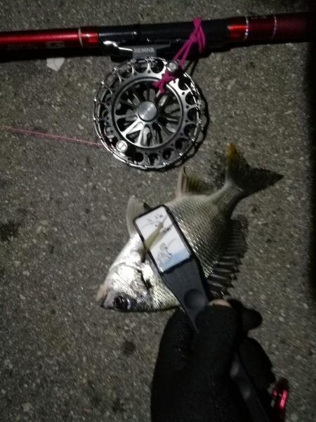 2021/07/30 南港ヘチ釣り