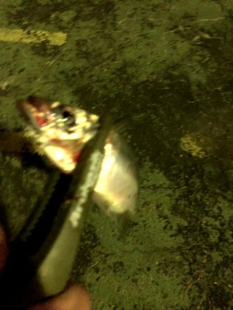 帰ってきた大阪湾奥のアジ