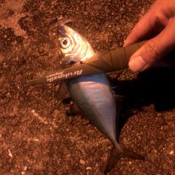 南港にアジがいるけどなかなか釣りにくい