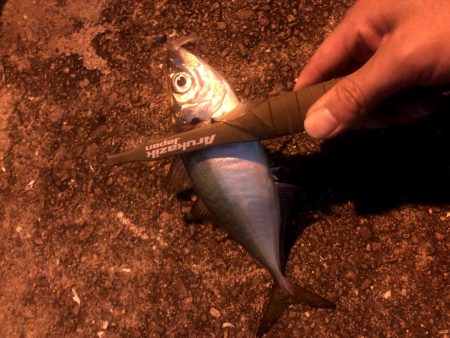 南港にアジがいるけどなかなか釣りにくい