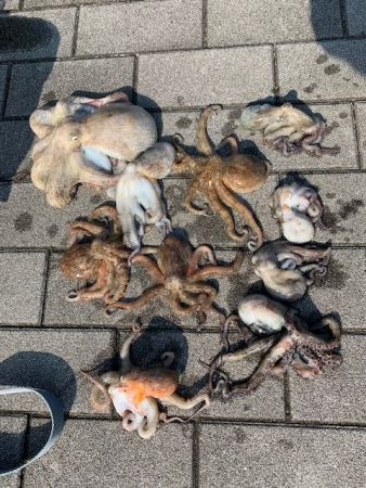 タコ計　３キロ　好調ではないが