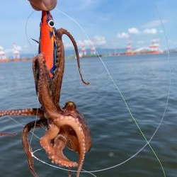 かなり入ってきています