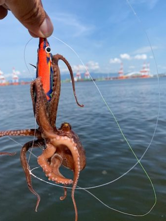 かなり入ってきています