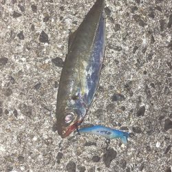 A.P.Pフィッシングガイドサービス　ときおりプラグでもアジを釣る