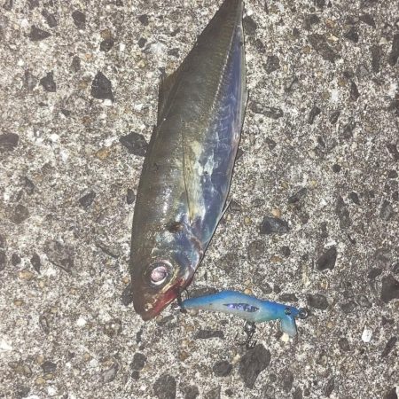 A.P.Pフィッシングガイドサービス　ときおりプラグでもアジを釣る