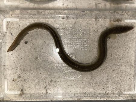 梅雨明け最初の釣行