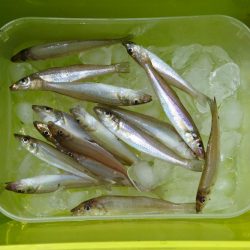 ピンギスが少し