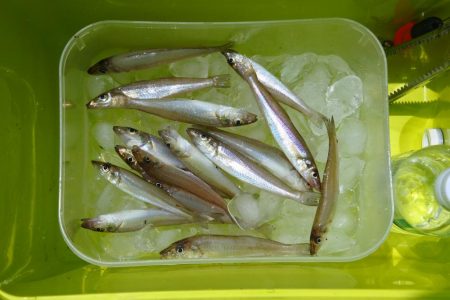 ピンギスが少し