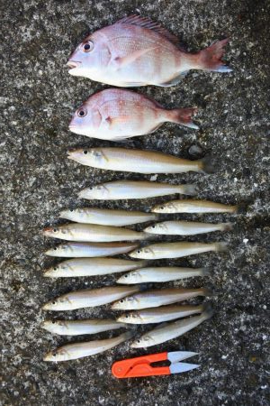 猛暑のキス釣り