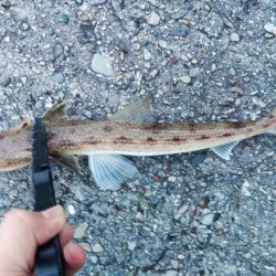 (尺アジ)フロートゲーム