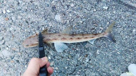 (尺アジ)フロートゲーム