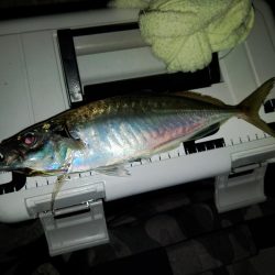 (尺アジ)フロートゲーム