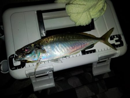 (尺アジ)フロートゲーム