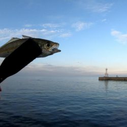 佐野新島でアジング！