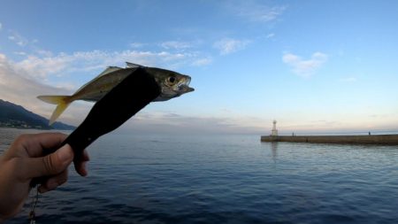 佐野新島でアジング！