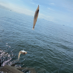 姫路のキス好調ながらもアタらない時間が長い