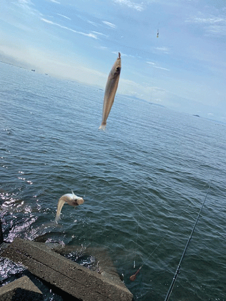 姫路のキス好調ながらもアタらない時間が長い