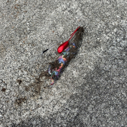 姫路のキス安定してきたけど小さい