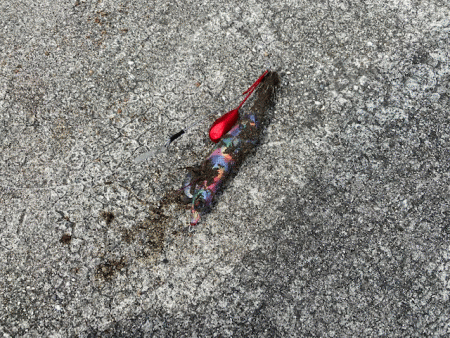 姫路のキス安定してきたけど小さい