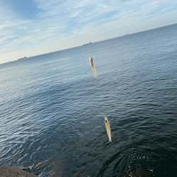 姫路のキスが産卵で高活性！