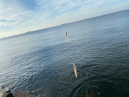 姫路のキスが産卵で高活性！