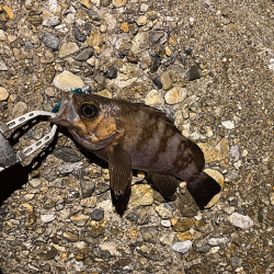 江井ヶ島と東二見で梅雨メバリング