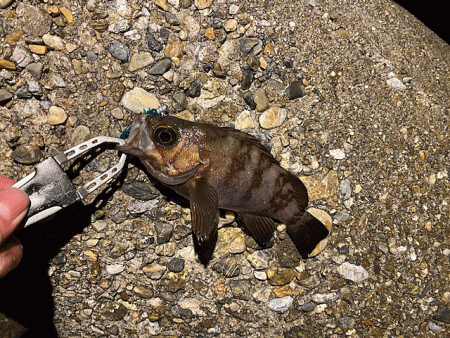 江井ヶ島と東二見で梅雨メバリング