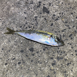 鳥取のキスとアジ調査