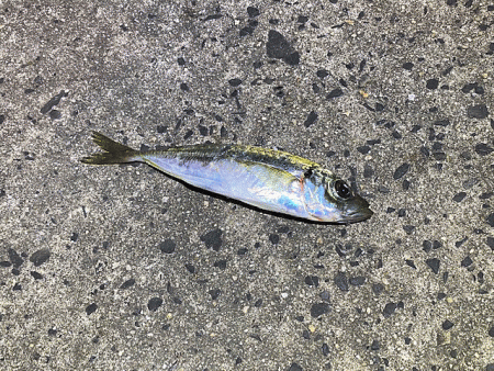 鳥取のキスとアジ調査