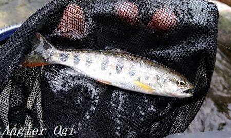 引原川本流にはロマンがある