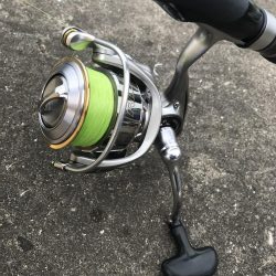 自作フライでカサゴ好調