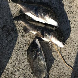 ビギナーズラック？